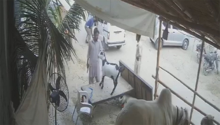 KARACHI: The bandits took away the sacrificial goats at gunpoint, the video went viral