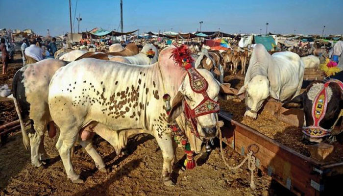 Karachi, Asia's largest cattle market is decorated