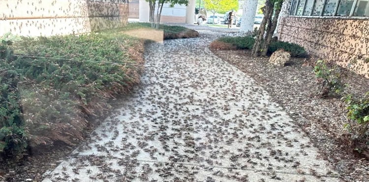 Millions of prawns attack the town