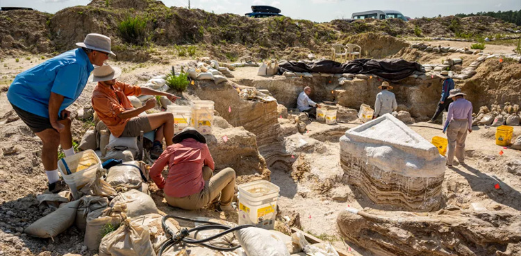 Millions of years old 'elephant graveyard' discovered