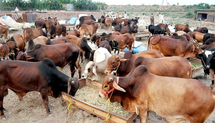 More animals, fewer buyers at the Northern Bypass Cattle Market