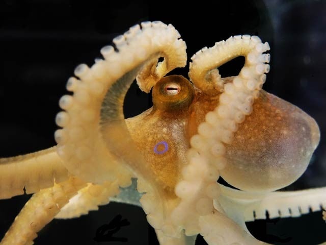 Octopuses change their RNA to survive in hot and cold water