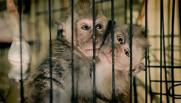 Operation against those who torture monkeys in America