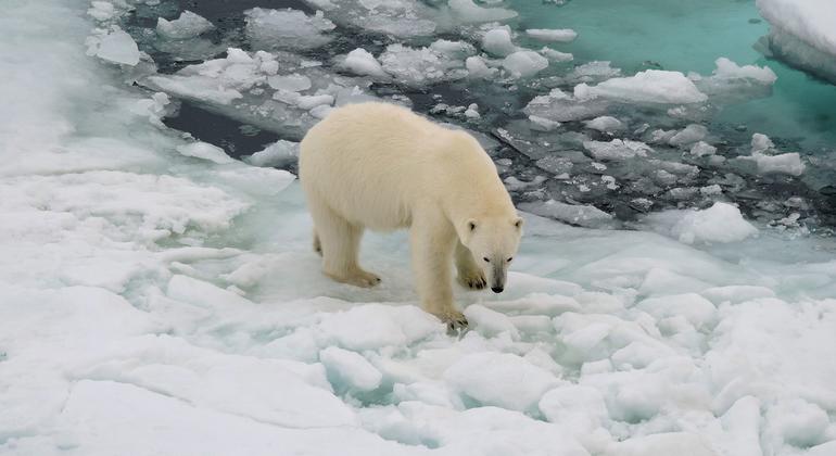 Polar scientists call for more research and observation into rapid sea ice reduction