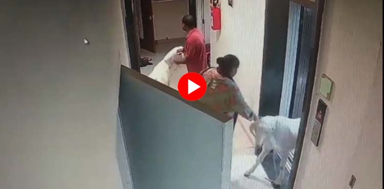 Sacrifice of a goat in Modi's India has also become a crime?  The video went viral