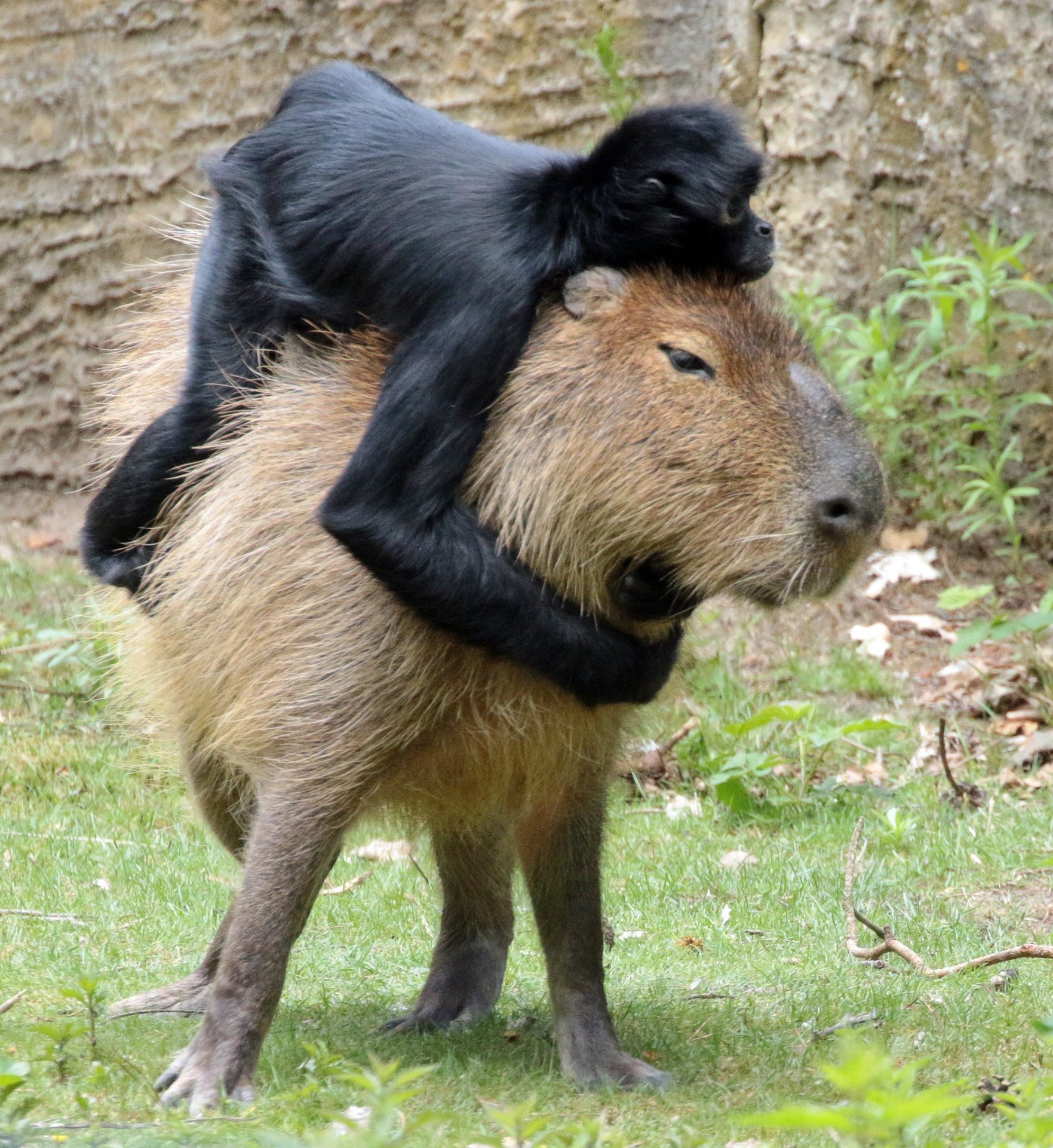 Some slow-moving animals that travel by sitting on top of other organisms