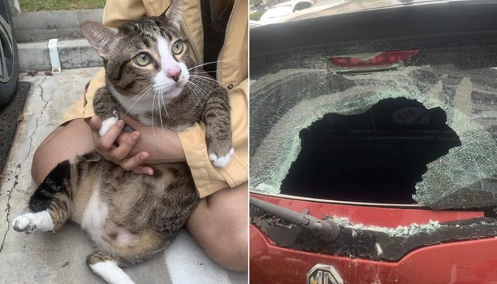 The cat survived after falling from the sixth floor