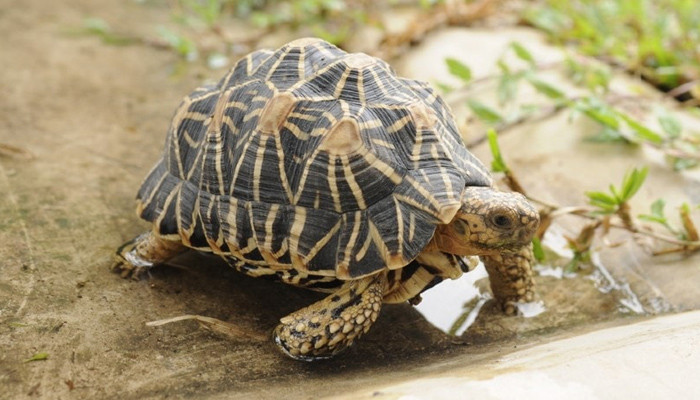 The first digital record of the rarest turtles in the history of Sindh