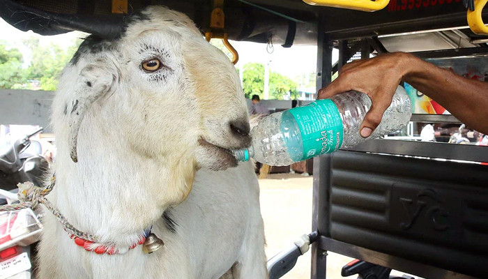 The police were called for bringing a goat for Eid al-Adha