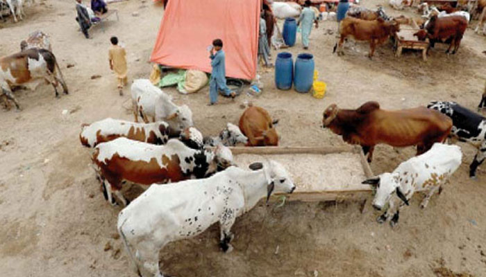 The prices of sacrificial animals fell on the second day of Eid