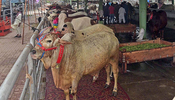 63 lakh 60 thousand animals were sacrificed across the country 63 lakh 60 thousand animals were sacrificed across the country