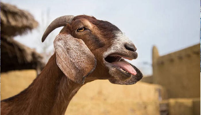 The one who sacrificed the goat was killed by the same goat The one who sacrificed the goat was killed by the same goat