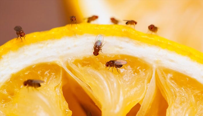 How to drive flies away from home during monsoon season? File photo