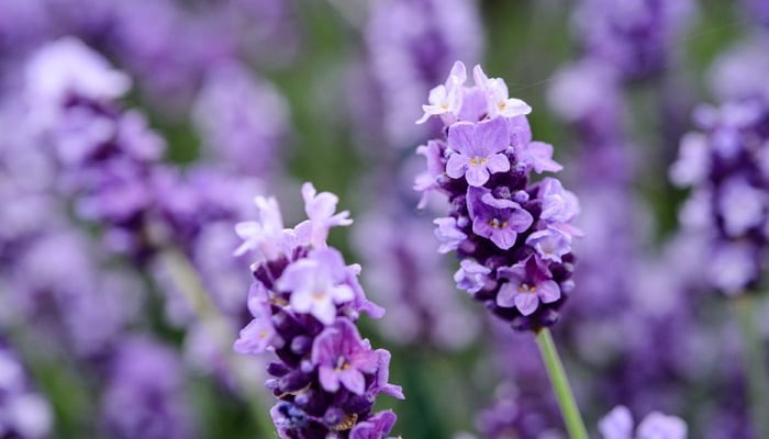 Take help of plants to block the entry of flies in the house during monsoon