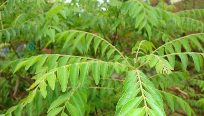 Take help of plants to block the entry of flies in the house during monsoon