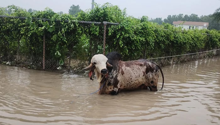 1 Crore bull trapped in flood water in India was rescued Photo courtesy of Twitter