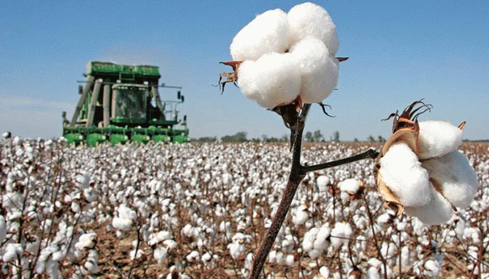 Farmers are worried about not getting the right price for the cotton crop —File photo