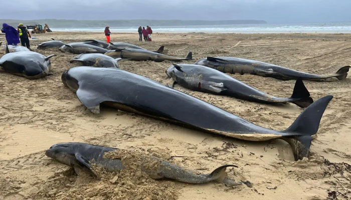 55 whales found dead on the coast of Scotland 55 whales found dead on the coast of Scotland
