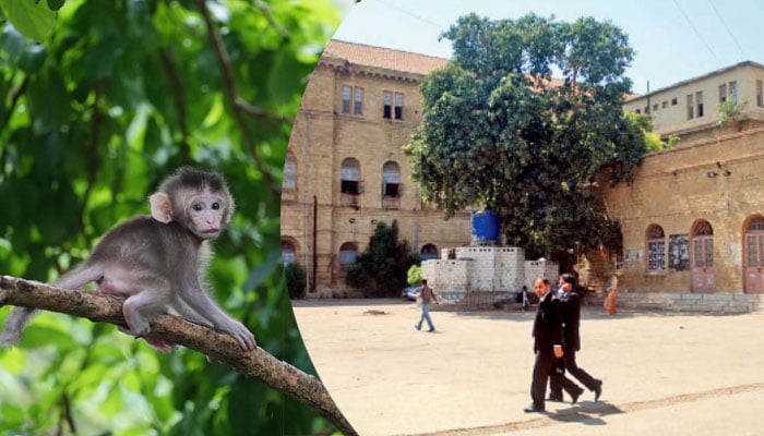 Karachi, the baby monkey escaped from the court, the search will be conducted again today File photo