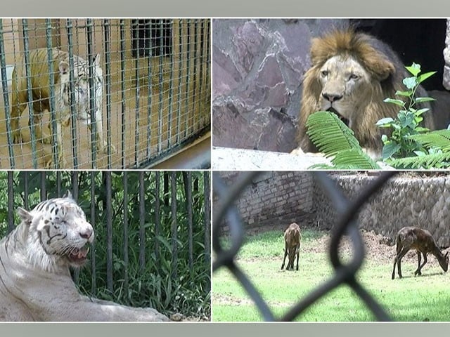 Animal rights organizations call for the closure of zoos Photo: Express