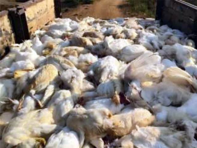 A carload of dead chickens supplied to hotels was seized