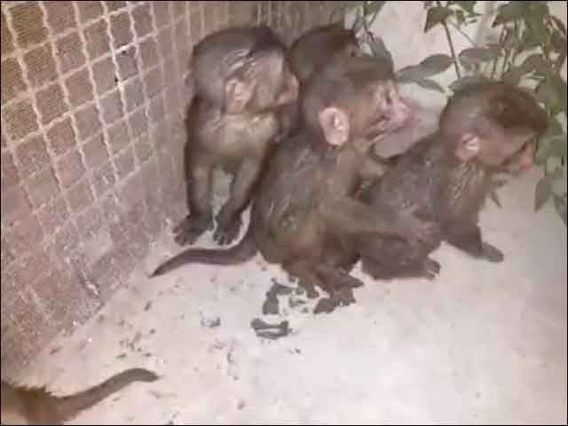 Karachi; Monkey court appearance, climbs a tree, rushes to authorities (Photo: Video Grab)