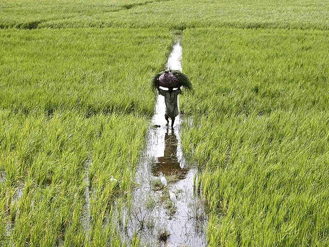 The establishment of Fongro Farm is the first step towards the agricultural revolution