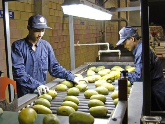 Export of Pakistani mangoes to Iran is at risk due to lack of hot water treatment A view of quality grading of mangoes in a company in Pakistan (Photo: Internet)