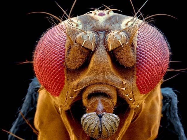 A new chemical discovered in the fruit fly could lead to more antibiotics A new peptide has been found in fruit flies that can destroy bacteria. Photo: File