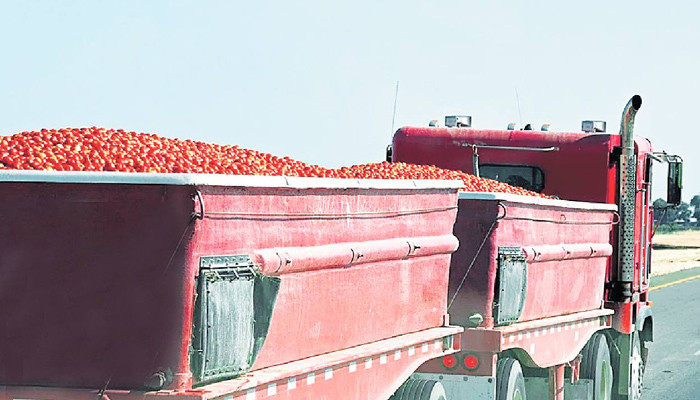 A husband and wife escaped with a truckload of two and a half tons of tomatoes in India