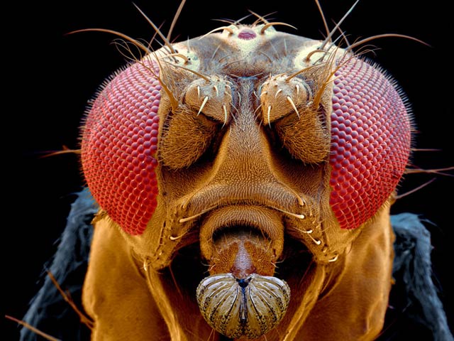 A new chemical discovered in the fruit fly could lead to more antibiotics