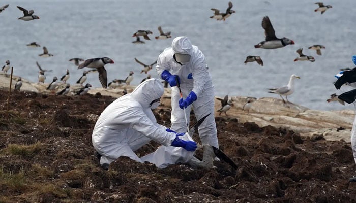 Bird flu can be a threat to humans as well, World Health Organization