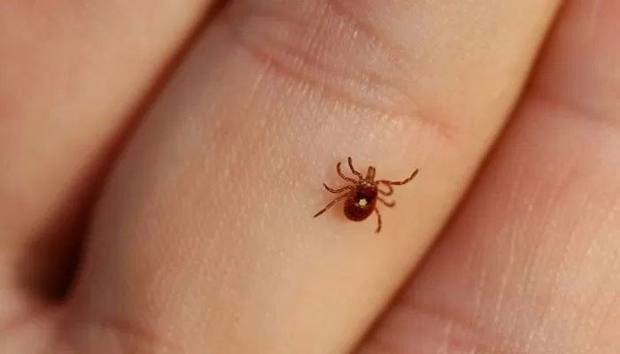 Confirmation of Congo virus in a patient under treatment at a hospital in Quetta