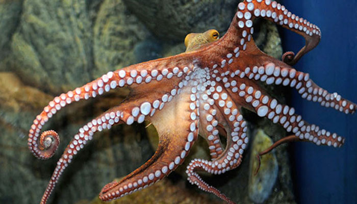 Doctors in Singapore removed an octopus stuck in a patient's esophagus