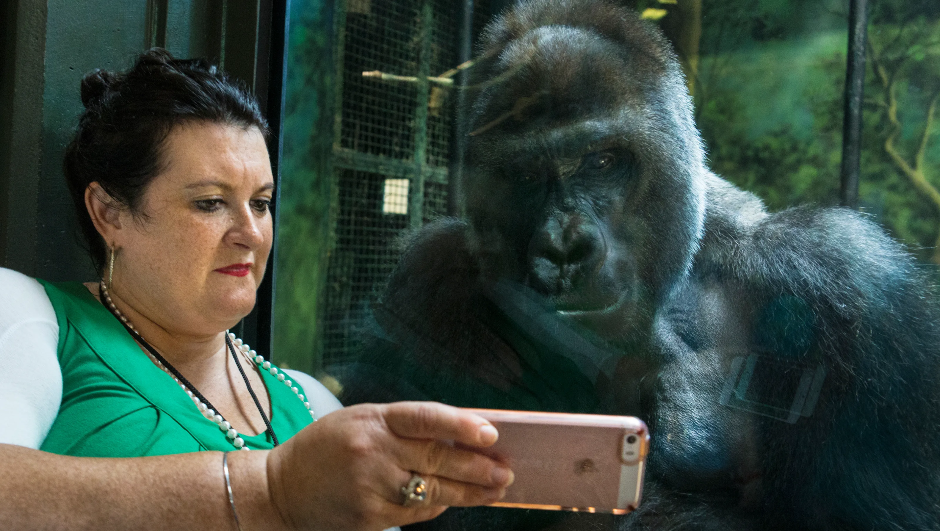 Don't show smartphone videos to gorillas, zoo appeals to citizens