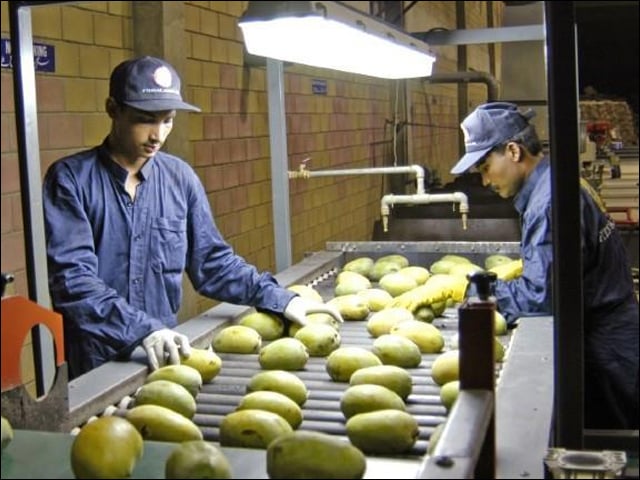 Export of Pakistani mangoes to Iran is at risk due to lack of hot water treatment