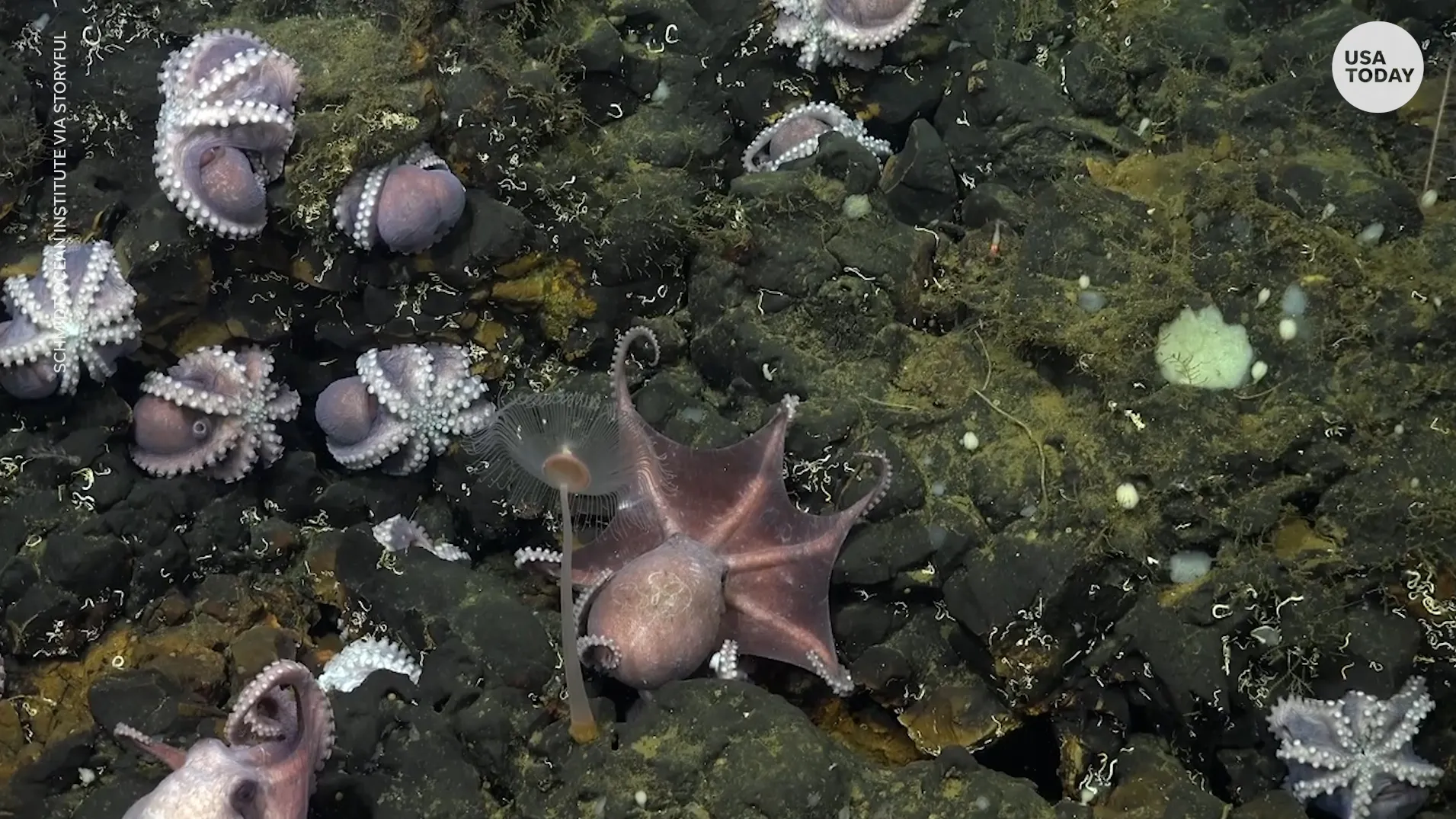 New underwater octopus nursery discovered near Costa Rica