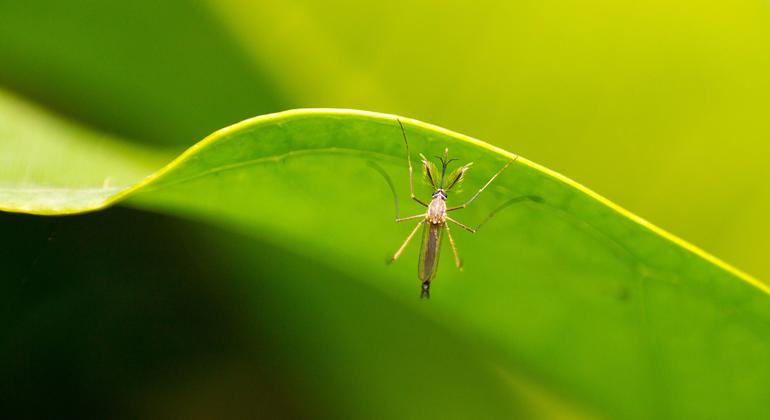 Spike in dengue cases due to global warming, warns WHO