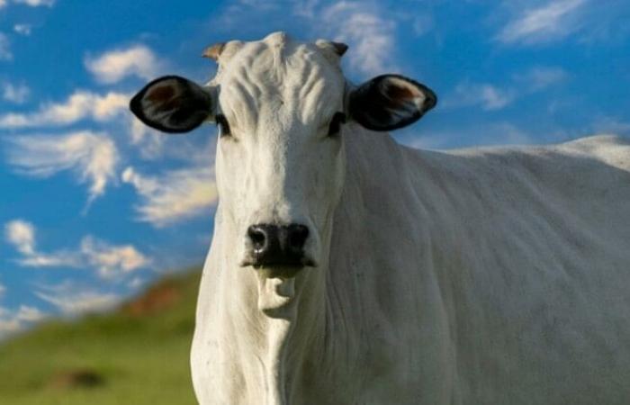 The most expensive cow in the world and its surprising features