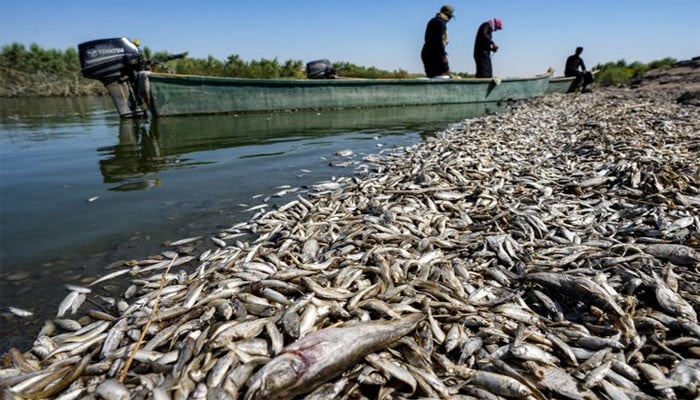 Thousands of dead fish washed up on river banks in Iraq