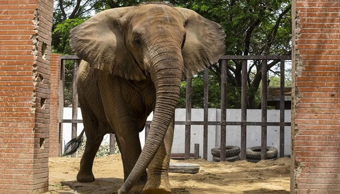 Karachi, Elephant Madhubala's transfer to Safari Park, Fourpaz team reached Pakistan File photo