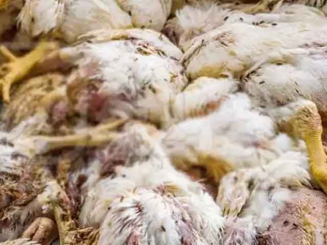 Rawalpindi;  A shipment of dead chickens was seized for supply to hotels