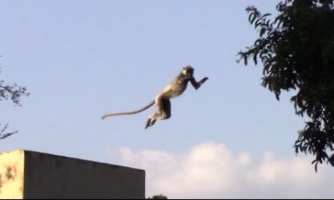 After the lion in Karachi, now the monkey is on the prowl