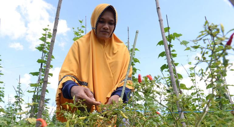 From ashes to riches: Profiting from peatland in Indonesia