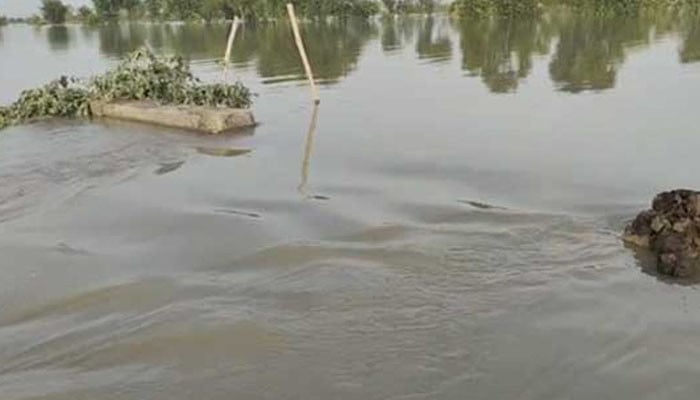 Lodhran's river belt on the verge of flooding