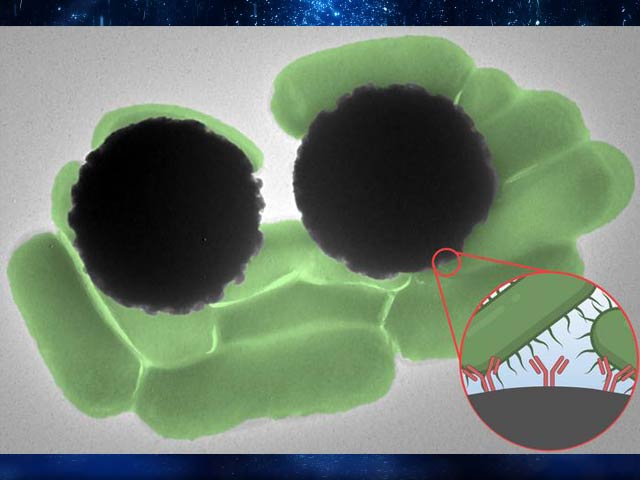 Magnetic beads for identifying germs and bacteria