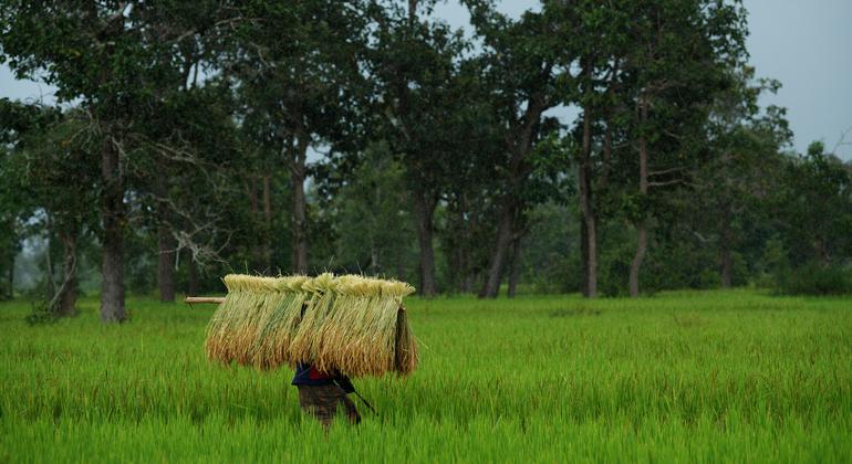 New global fund ‘welcome boost’ to safeguarding biodiversity