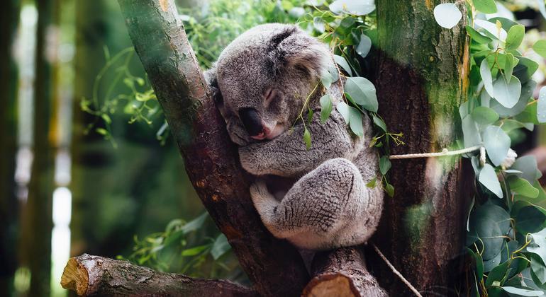 UNESCO World Heritage Sites often ‘last line of defence against extinction’