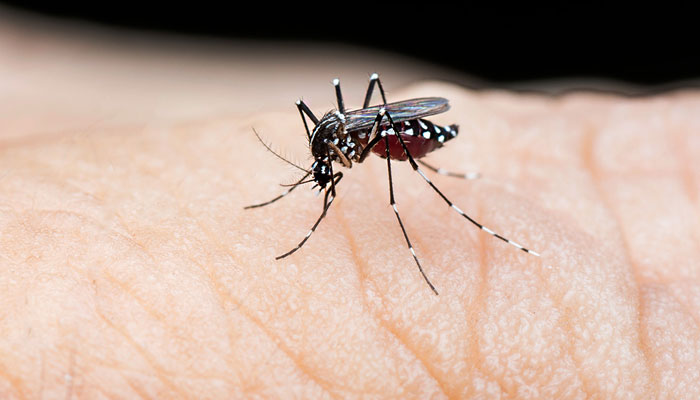 Dengue virus confirmed in 30 more people —File photo
