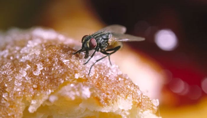 Drive away harmful flies with this vegetable File photo
